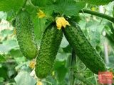 Castraveti